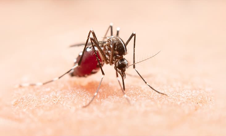 Waspada DBD: Lakukan Upaya Pencegahan